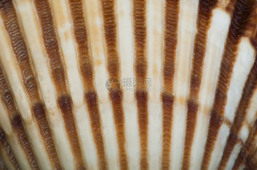 贝壳的一部分非常接近背景海壳纹理图片