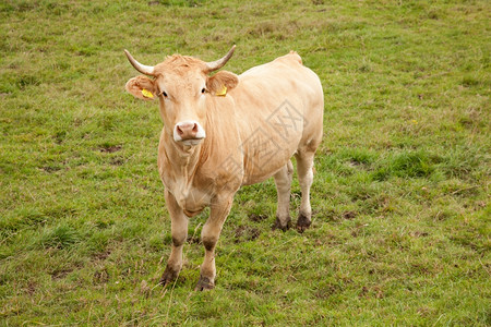 草地上的动物棕色牛图片
