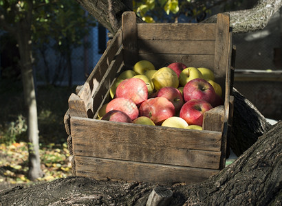 树上旧木箱中的苹果真实图像图片