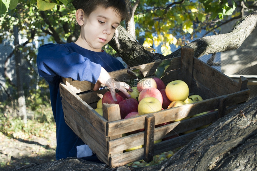 树上一个旧木箱中的苹果孩子真实图像图片
