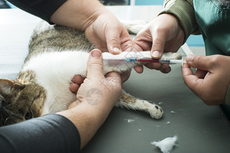 兽医在给猫打麻醉图片