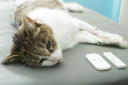 在宠物医院躺着的猫高清图片
