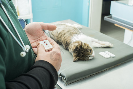 在宠物医院躺着的猫图片