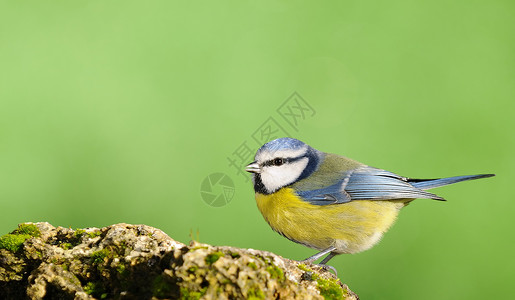 大自然中美丽的动物鸟图片