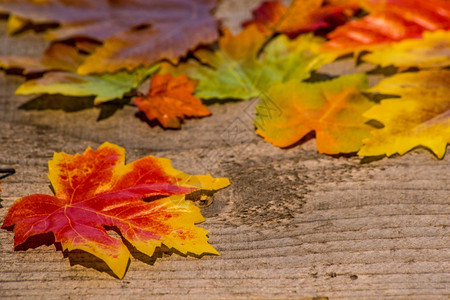 木板背景上的树叶背景图片