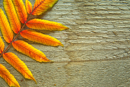 木板背景上的树叶背景图片