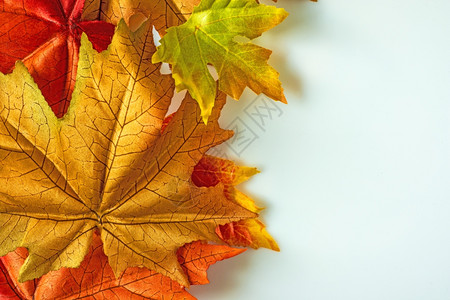 秋天里的黄树叶背景图片