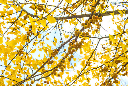 秋天里的黄树叶图片