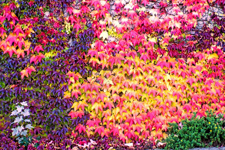 彩色颜色的树叶图片