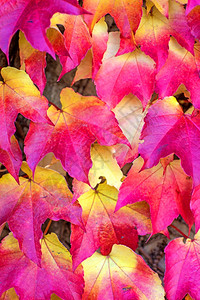 美丽的彩色树叶图片