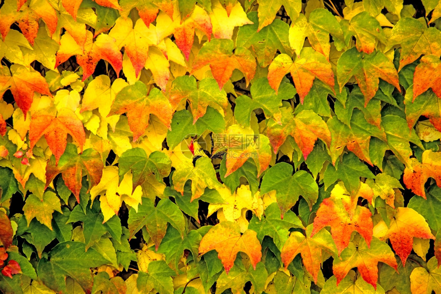 秋天美丽的彩色树叶图片