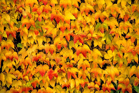 秋天美丽的彩色树叶图片
