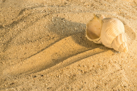 沙滩上的贝壳类小动物背景图片