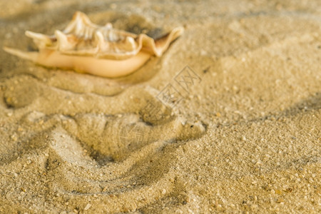沙滩上的贝壳类小动物背景图片