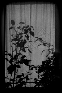 窗帘上植物的薄纱图片