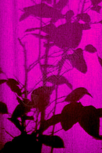 窗帘上植物的薄纱图片
