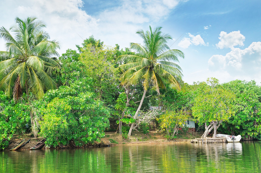 热带河沿岸有棕榈树图片