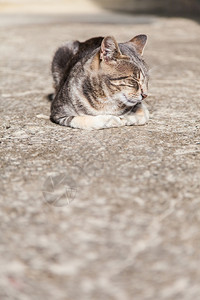 一只可爱的欧洲猫睡在石头上图片