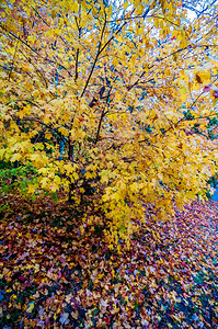 公园中的黄秋树图片