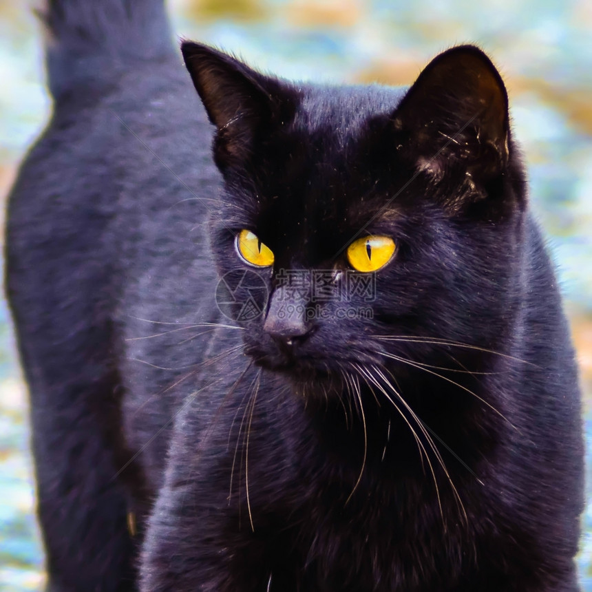黑猫黄眼睛发光图片