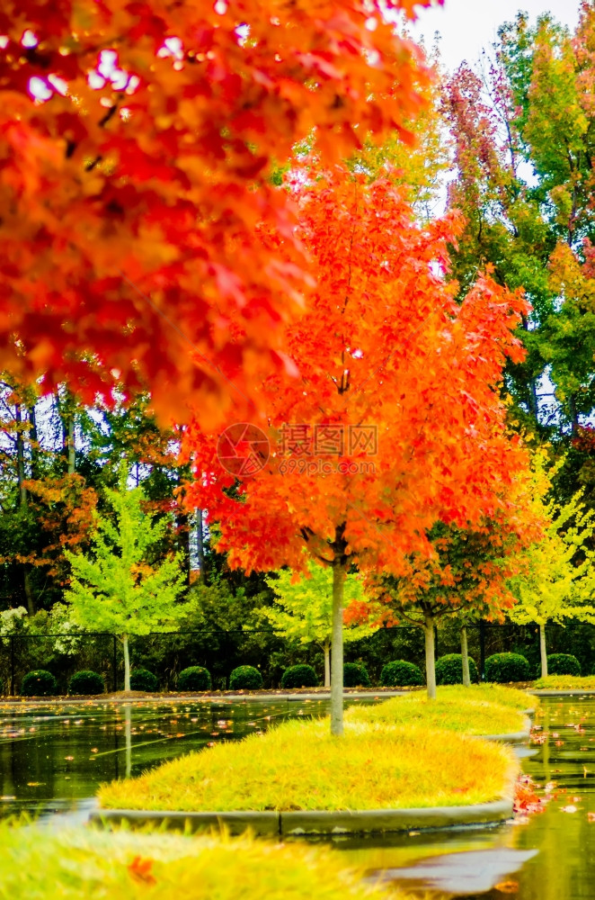 秋季的枫树树叶图片