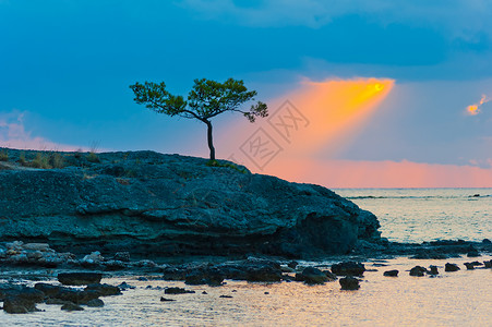 岩石海岸和太阳光束上的单松树图片