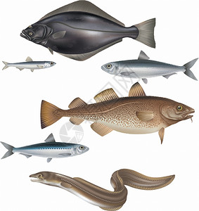 鱼类元素鱼类模型插画