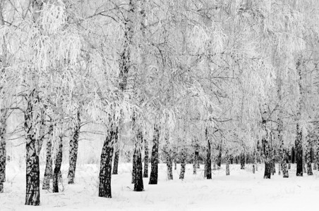 冬季雪覆盖在树枝上图片