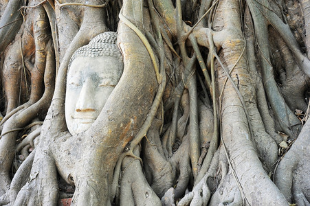 泰国大城府马哈提寺树根中捕获的石佛头像背景