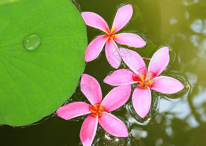 粉红色frangip花在水上含莲叶图片