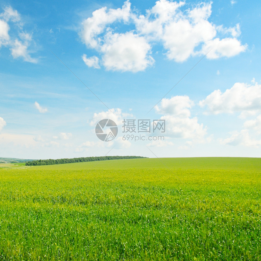 绿小麦田和蓝云天空图片