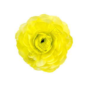 一个黄色的花盆白底隔离在色背景上图片