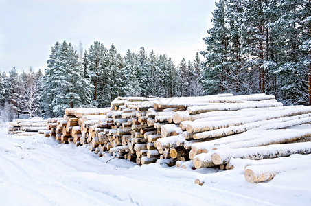 树堆被白雪覆盖图片
