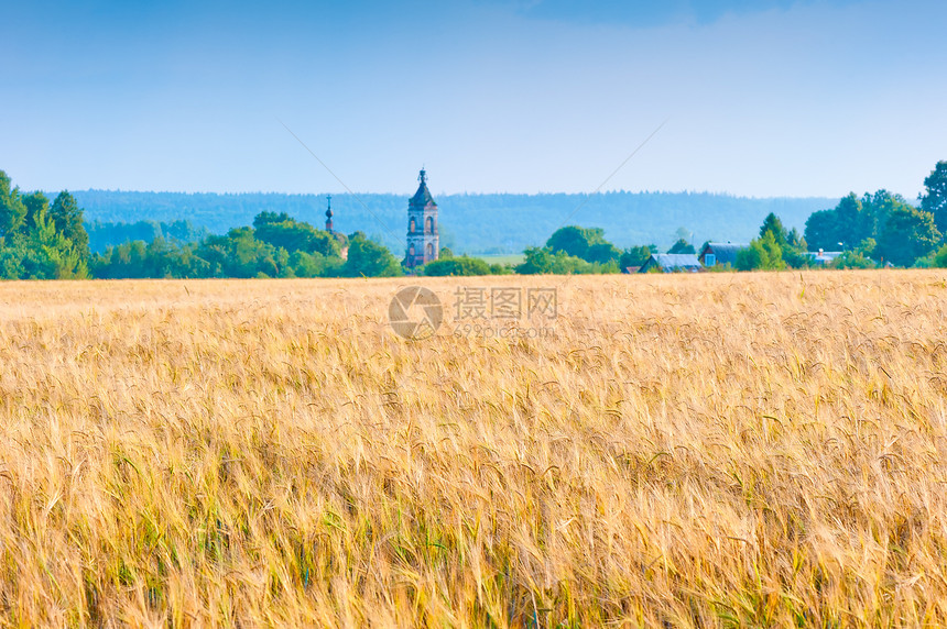 田地里成熟的小麦图片