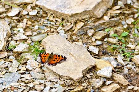 碎石背景的动物橙色蝴蝶图片