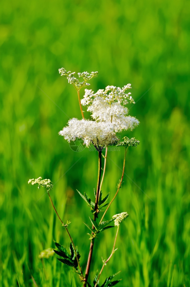 在绿草背景下的白wet花朵图片