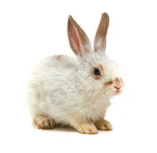 白小兔子在背景中孤立高清图片