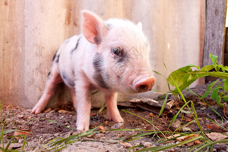在农场外的可爱泥巴小猪图片