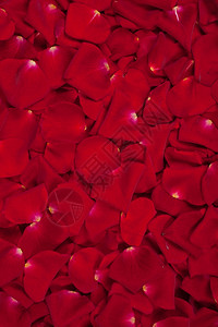 美丽的红玫瑰花瓣背景背景图片