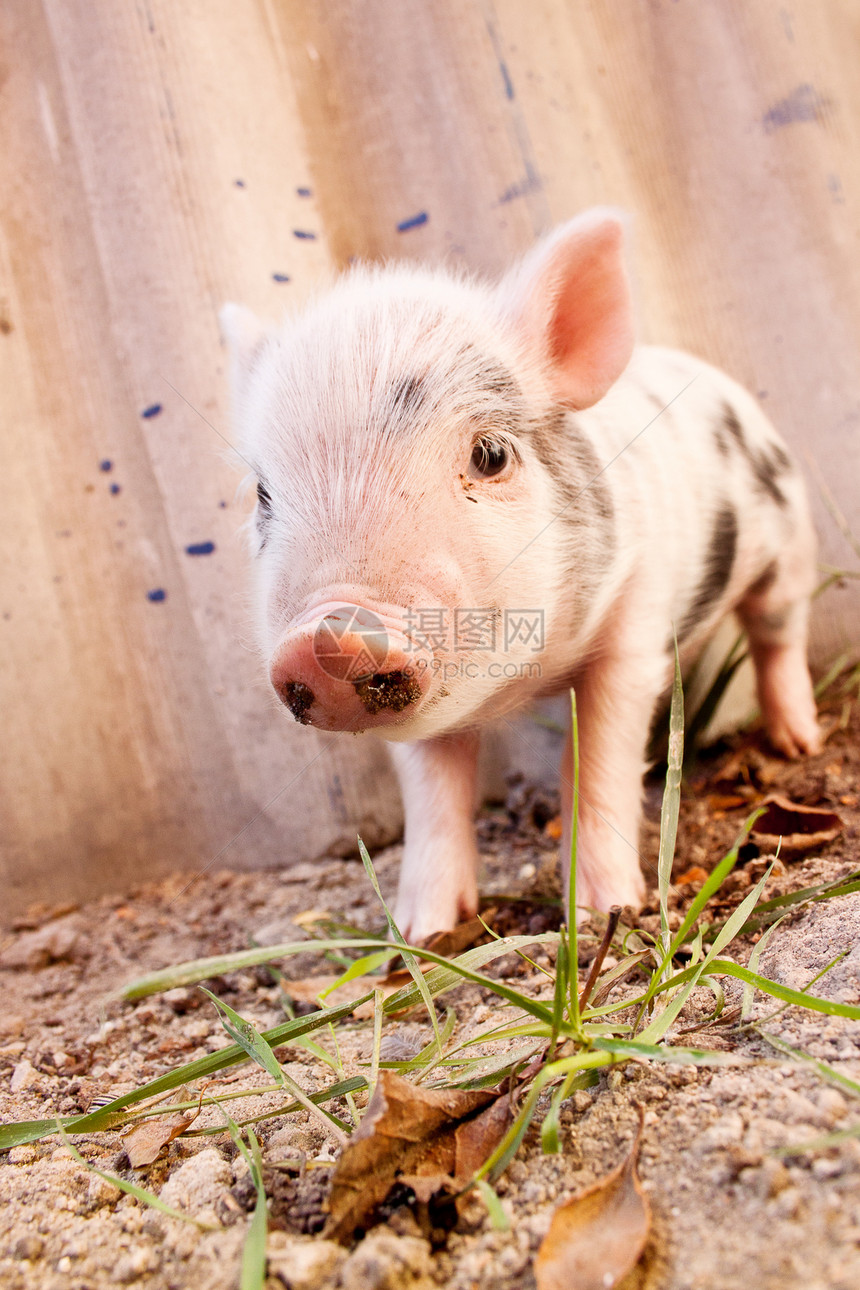 在农场外的可爱泥巴小猪图片