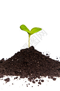 在白色背景上隔离的绿色植物苗芽肥土泥高清图片