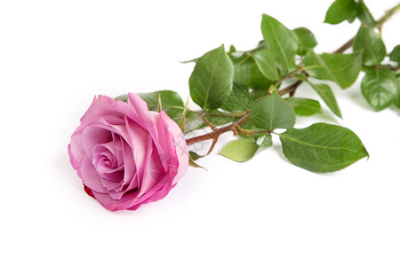 白色背景的一朵粉红玫瑰背景图片