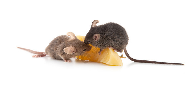 吃奶酪老鼠偷吃奶酪的老鼠背景