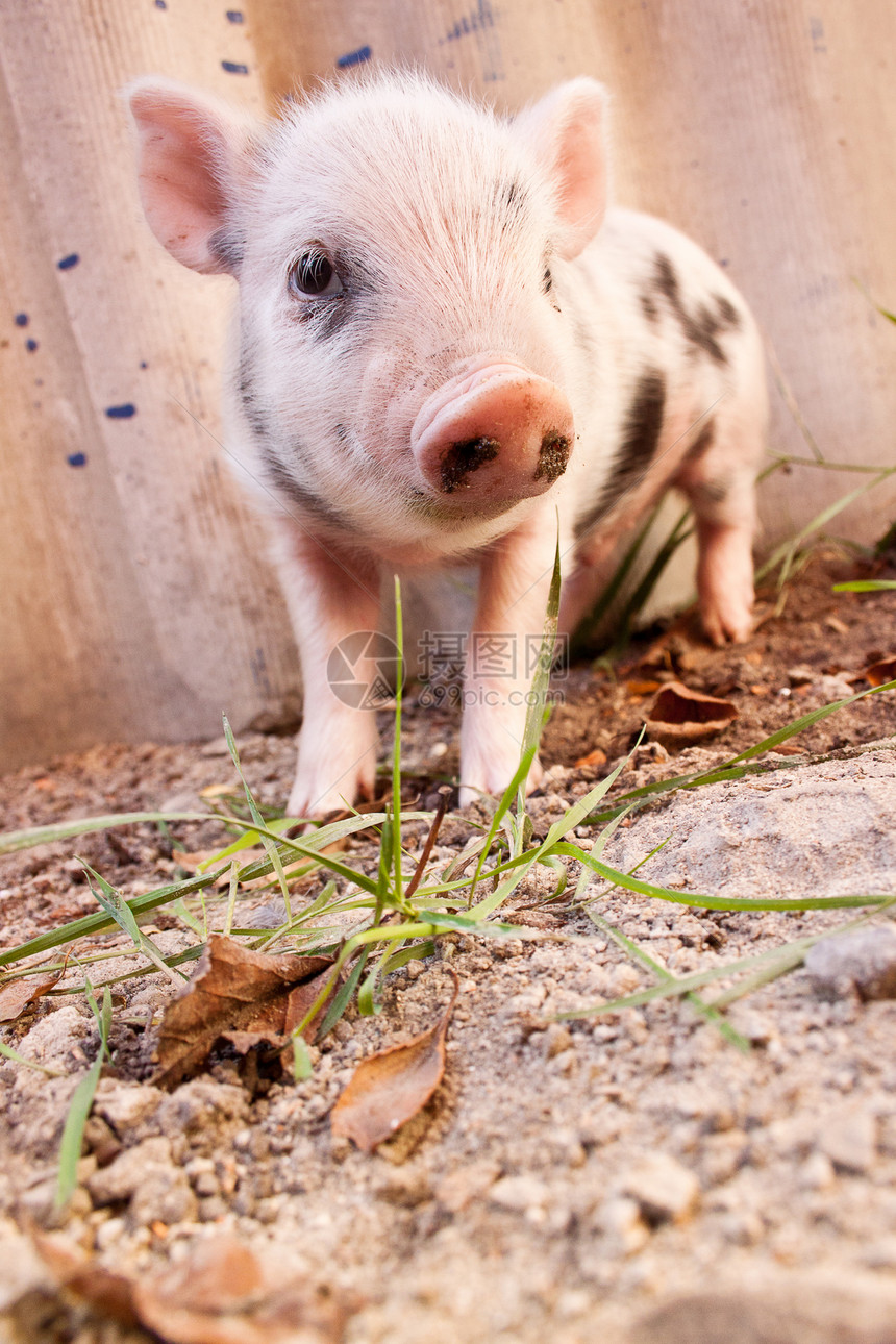 在农场外户跑来去的可爱泥巴小猪有机耕作的理想形象图片