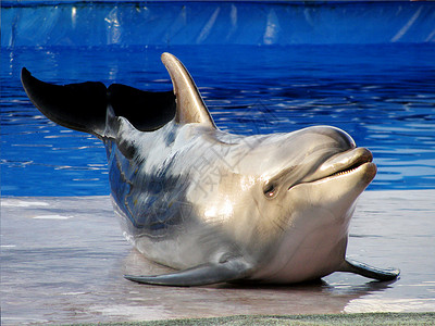 蓝色泳池里可爱的海豚图片