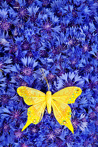 黄蝴蝶壁纸背景图片