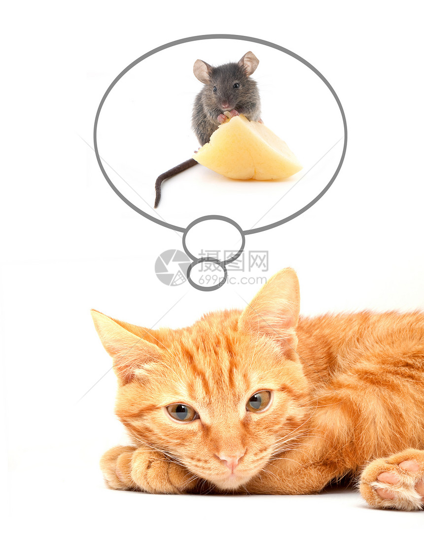 老鼠在吃干酪和可爱的猫图片