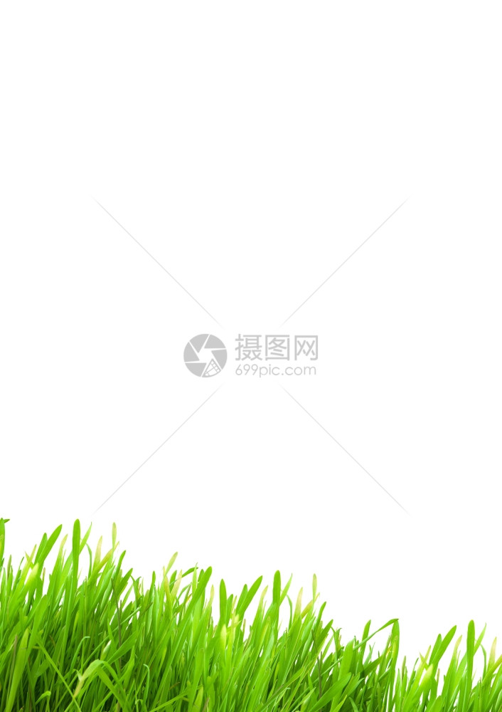 白色背景的孤立绿草图片