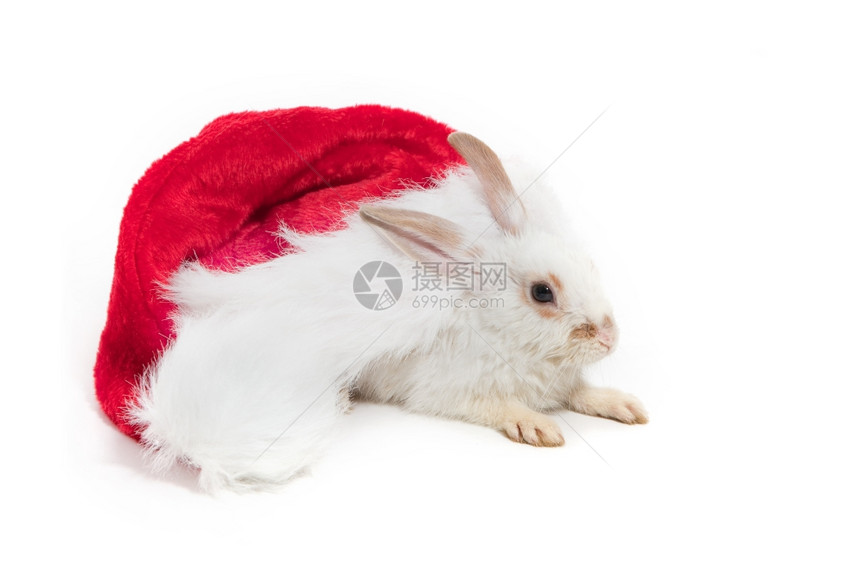 白背景孤立的兔子和红帽图片