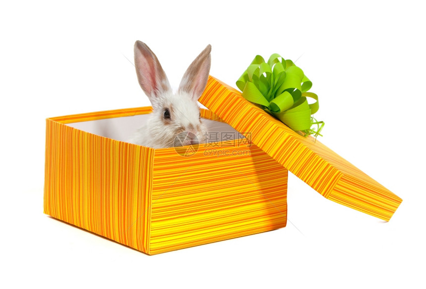 黄盒里带丝的兔子图片